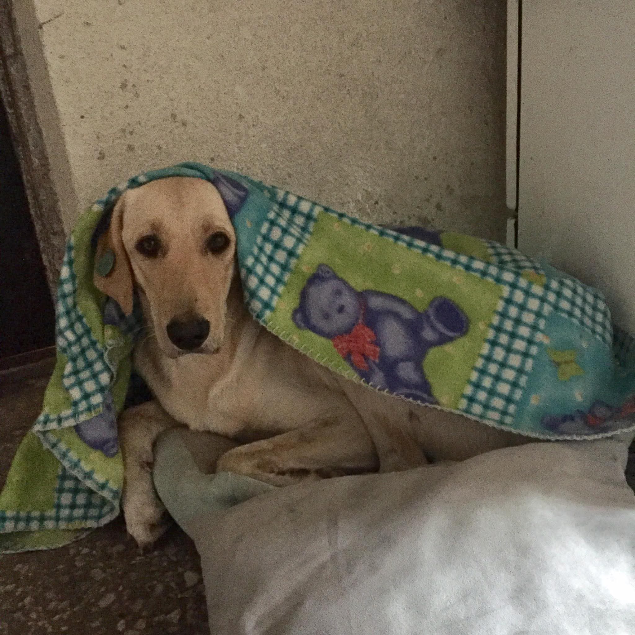 Deizi playing in grass